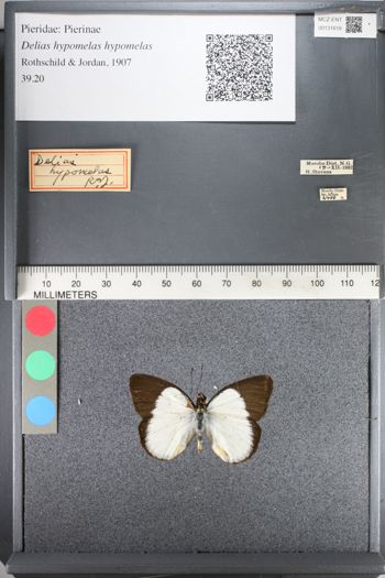 Media type: image;   Entomology 131616